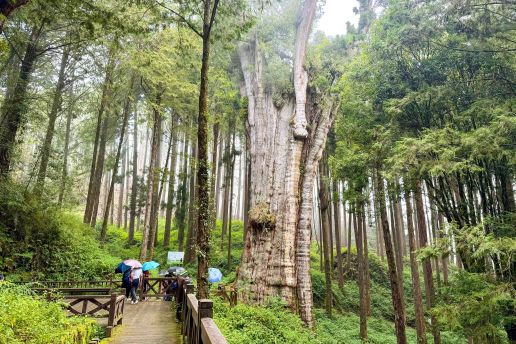 阿里山國家森林遊樂區巨木群步道 照片 2