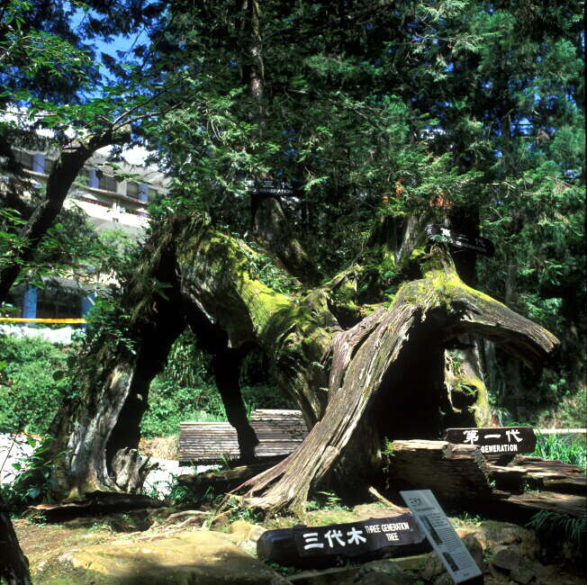 阿里山國家森林遊樂區巨木群步道 照片 3