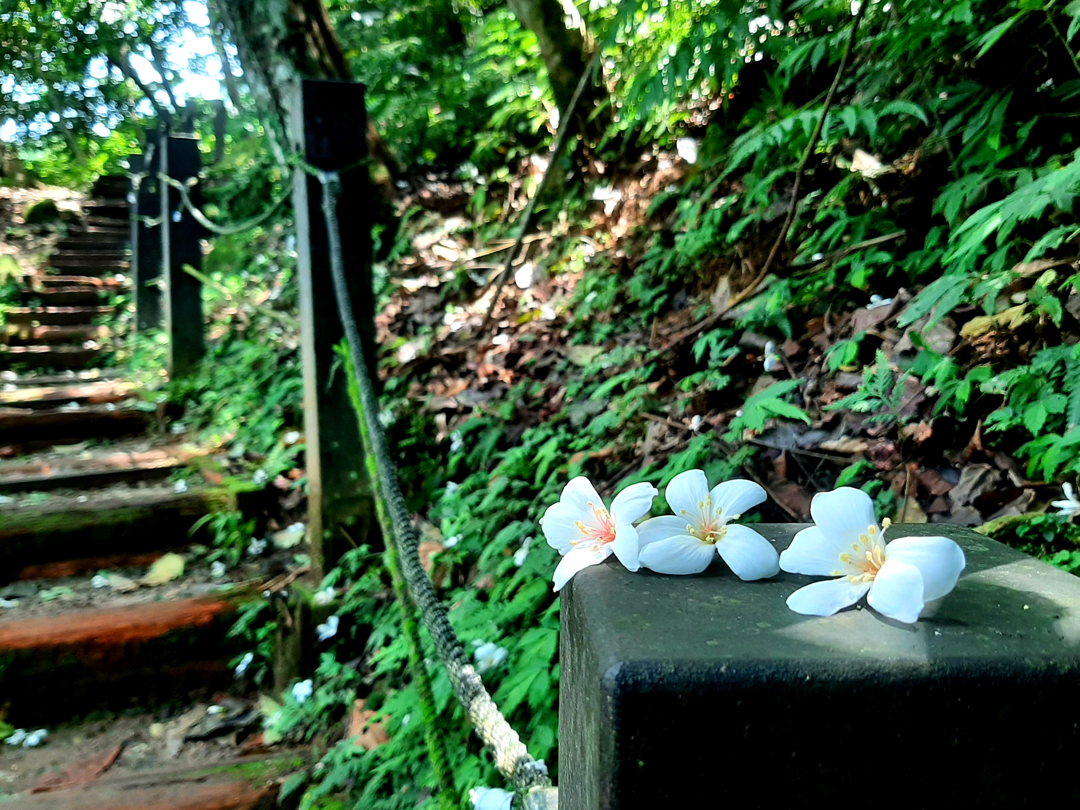 金龜岩、猴洞步道 照片 2